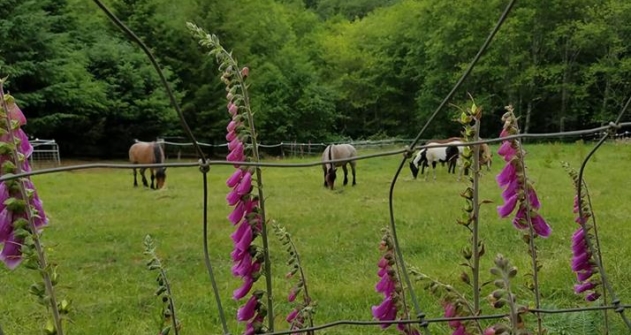 sunny ponies